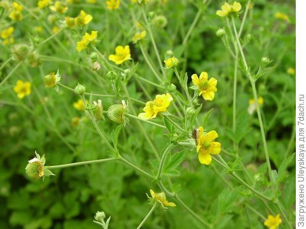 Гравілат міський (Гравилат городской) 100г master sem Киев - изображение 3