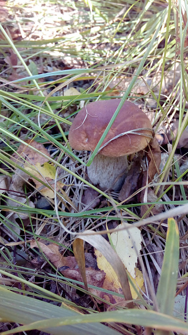 Приправка з білих грибів (мелені), 100г. Київ - фото 2