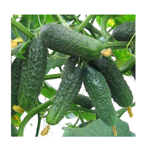 Огірок Сатіна F1 самозапильний 10шт Професійне насіння Житомир - изображение 3