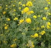 Люцерна серповидная трава 100г master sem Киев - изображение 1