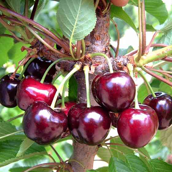 Саженцы черешни Бигарро Бурлат (привита) - 2-летний Черновцы