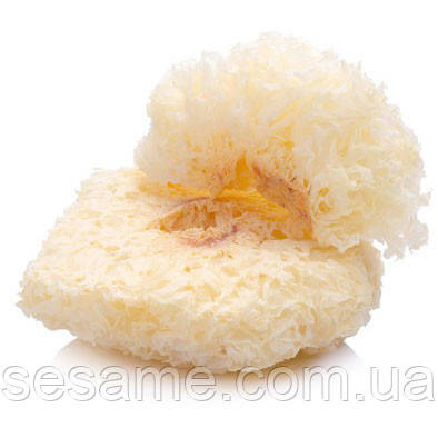 Гриб коралловый белый Фунгус Shanyuan 80-100г Харьков - изображение 1