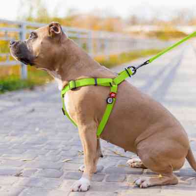 Шлея для собак WAUDOG Waterproof з QR-паспортом XS Ш 15 мм Д 30-39 см салатова (27635) Вінниця