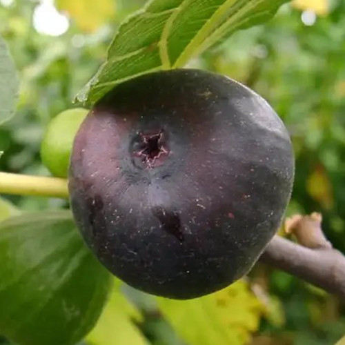 Саженцы инжира Брева (черенкованный) - 1-летний Черновцы - изображение 1