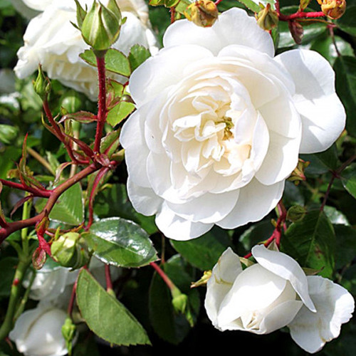 Саджанці троянд Сноу Балет (привитий) - 2-річний Чернівці - фото 1