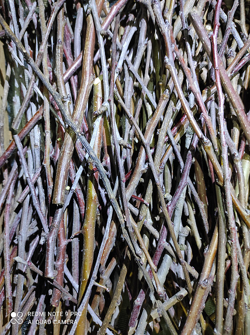 Веточки дикой груши, 100г master sem Киев - изображение 1