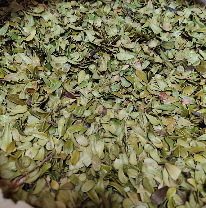 Медвежьи ушки / Толокнянка, 100г. MasterSEM Киев - изображение 1