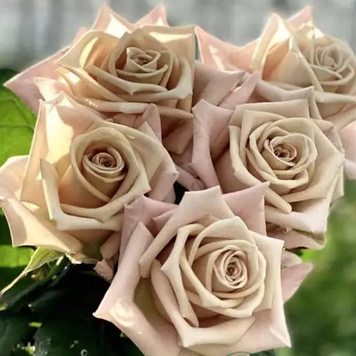 Саджанці троянд Мента (привитий) - 2-річний Чернівці - фото 1