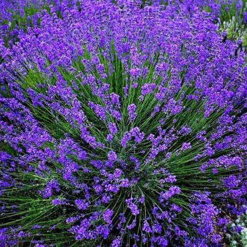 Саженцы лаванды Гроссо (черенкованный) - 1-летний Черновцы - изображение 1