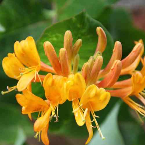 Саженцы жимолости Тельмана (черенкованный) - 3-летний Черновцы