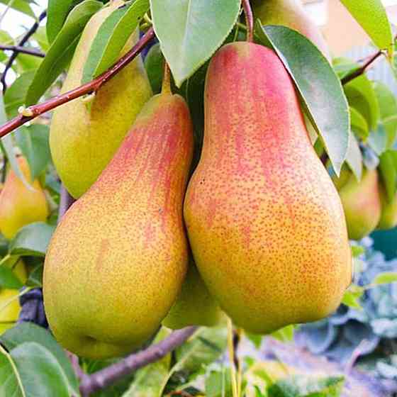 Саженцы груши Лесная Красавица (привитый) – 1-летний Черновцы