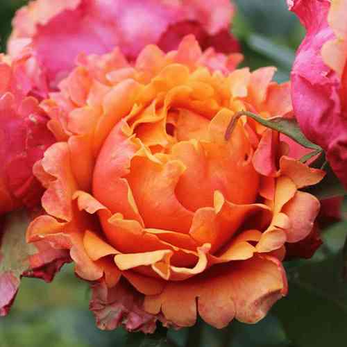 Саджанці троянд Ізі Даз Іт (привитий) - 2-річний Чернівці