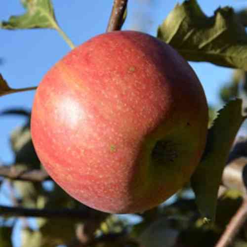 Саджанці яблуні Ревена (привитий) - 1-річний Чернівці