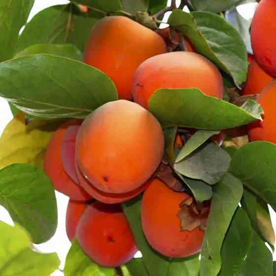 Саженцы хурмы Находка - 2-летний Черновцы