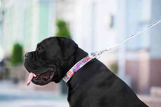 Нашийник для собак шкіряний WAUDOG Design з QR паспортом, малюнок "Літо", Ш 35 мм, Д 46-59 см, білий Вінниця