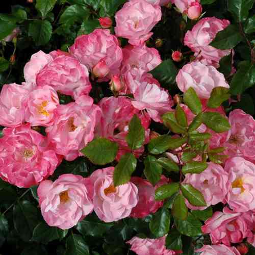 Саженцы роз Джекис Фаворит (привитый) - 2-летний Черновцы