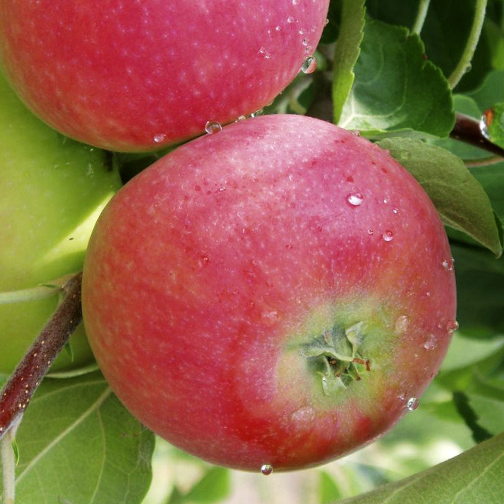 Саджанці яблуні Ерлі Женева (привитий) - 1-річний Чернівці - фото 1