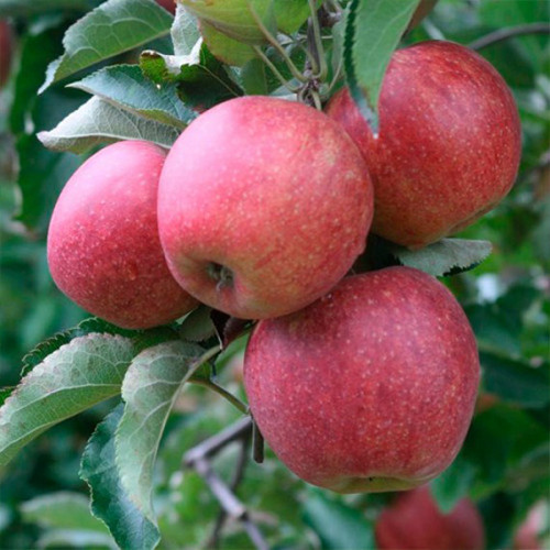 Саженцы яблони Ред Голд (привитый) - 1-летний Черновцы - изображение 1