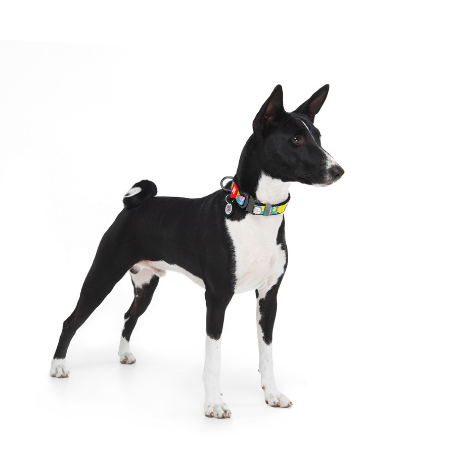 Нашийник для собак нейлоновий WAUDOG Nylon з QR-паспортом, малюнок "Рік і Морті 1", металева Вінниця - фото 3