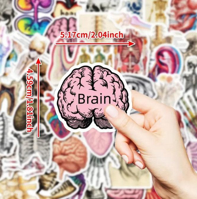 Медицинские анатомические наклейки 