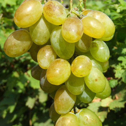 Саженцы винограда Мускат Благородный (черенкованный) - 2-летний Черновцы - изображение 1