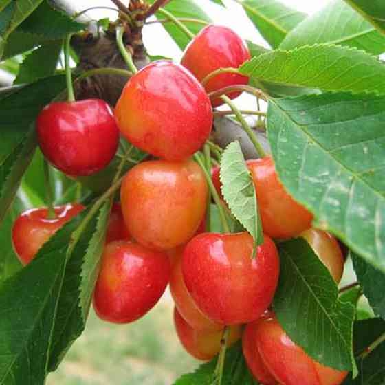 Саджанці черешні Легенда Млієва (привитий) - 1-річний Чернівці