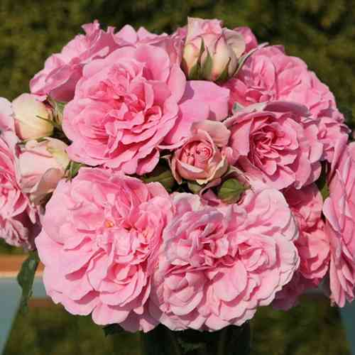 Саджанці троянд Ютерсенс Розенпрінцесін (привитий) - 2-річний Чернівці