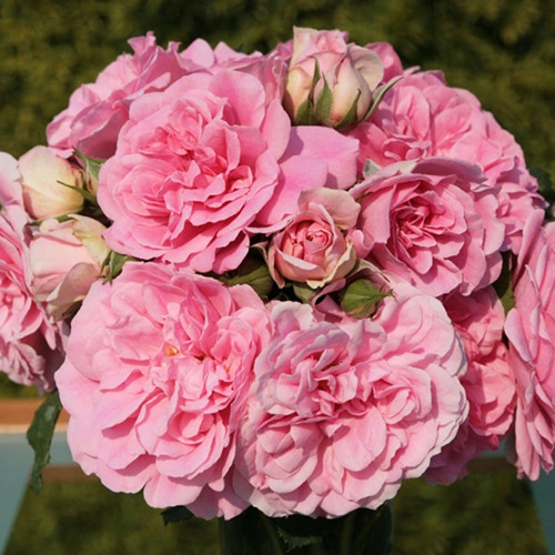 Саджанці троянд Ютерсенс Розенпрінцесін (привитий) - 2-річний Чернівці - фото 1