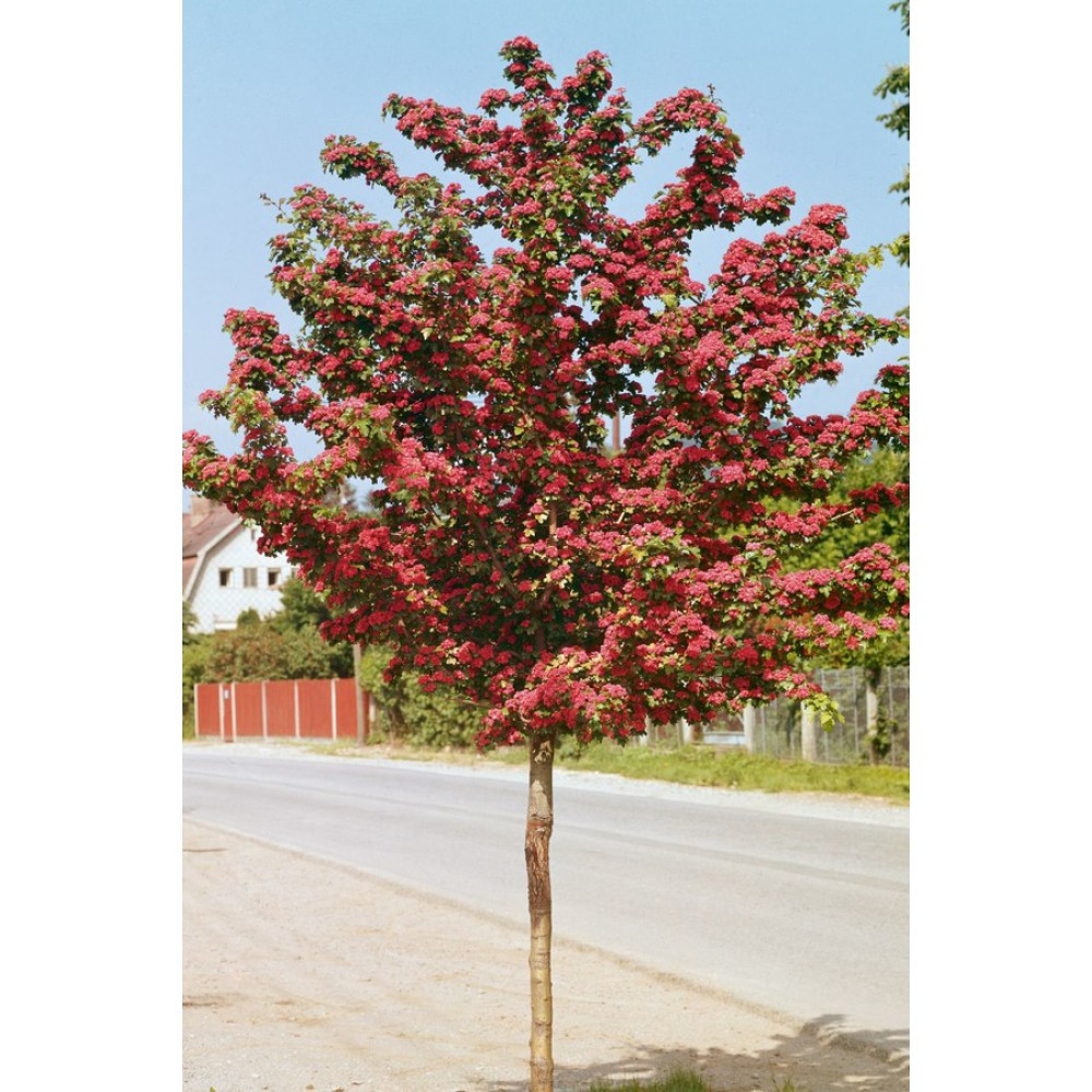 Саджанці декоративного глоду на штамбі Пол Скарлет (привитий) Чернівці - фото 2