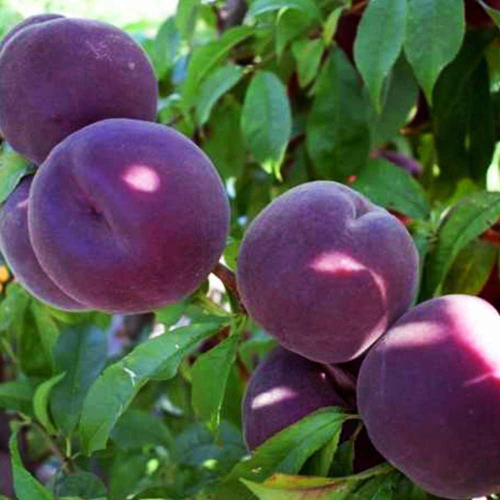 Саженцы персика Рубиновый Принц (привитый) - 2-летний Черновцы - изображение 2