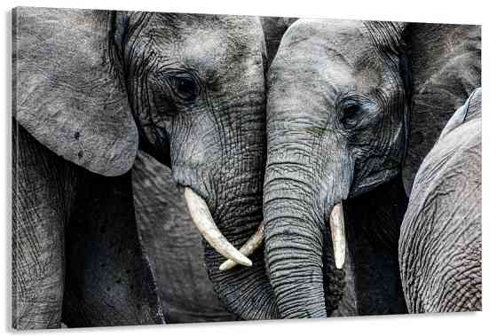 Картина холст в гостиную / спальню   Пара Слонів    MLP_364 80х160см Киев