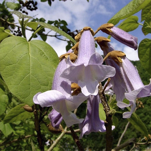 Саджанці павловнії Імператорська (черенкований) - 2-річний Чернівці - фото 1