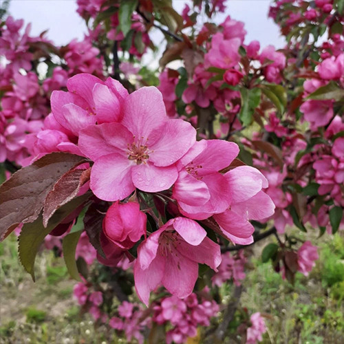Саджанці яблуні Вуличний Парад (привитий) - 2-річний Чернівці - фото 1