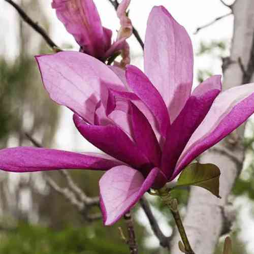 Саженцы магнолии Галактика (привитый) - 3-летний Черновцы