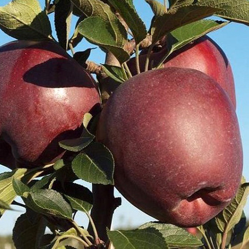 Саженцы яблони Ред Кап (привитый) - 1-летний Черновцы - изображение 1