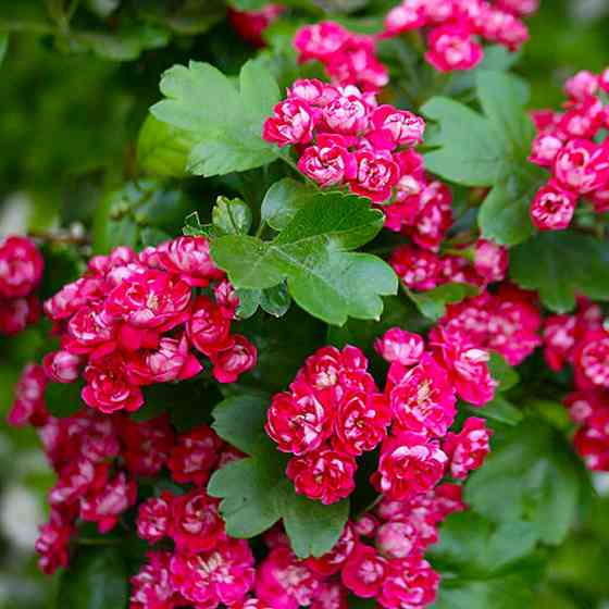 Саженцы боярышника Пол Скарлетт (привитый) - 1-летний Черновцы