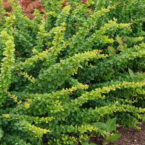 Саженцы барбариса Зеленый Ковер (черенкованный) - 2-летний Черновцы