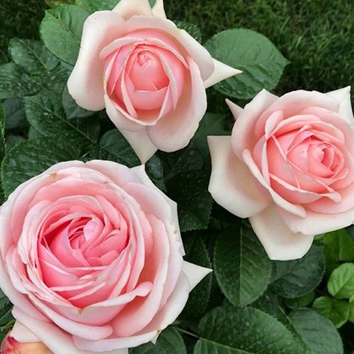 Саджанці троянд Афродіта (привитий) - 2-річний Чернівці - фото 1