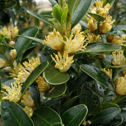 Саженцы самшита Балеарский (черенкованный) - 1-летний Черновцы - изображение 1