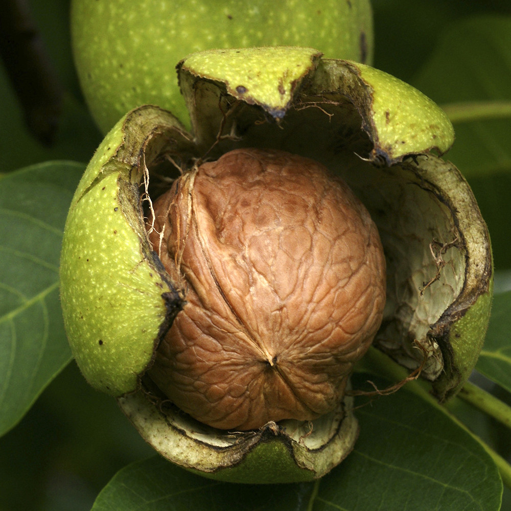 Саженцы грецкого ореха Региа - 3-летний Черновцы - изображение 2