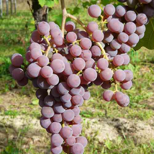 Cаджанці винограду Совіньє Грі (черенкований) - 2-річний Чернівці