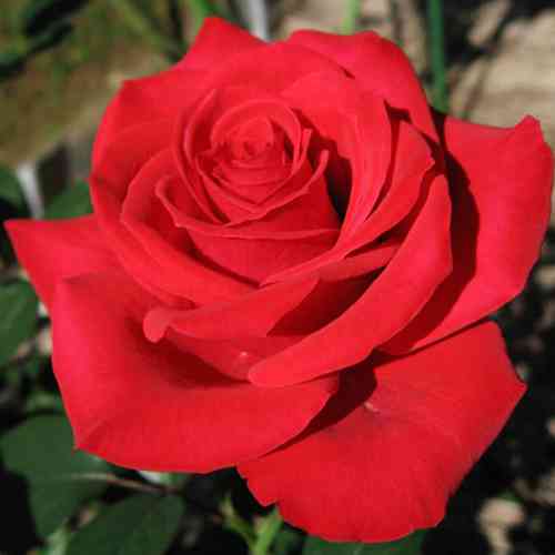 Саджанці троянд Софі Лорен (привитий) - 2-річний Чернівці