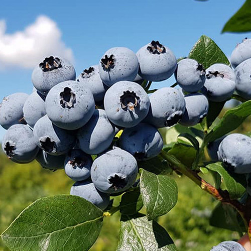 Саженцы голубики Нельсон (черенкованный) - 2-летний Черновцы - изображение 1
