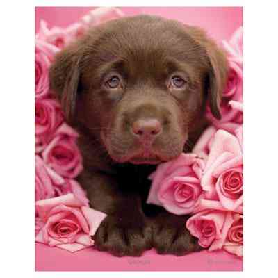 Міні-постер Песик у трояндах 61 x 91,5 см Рівне