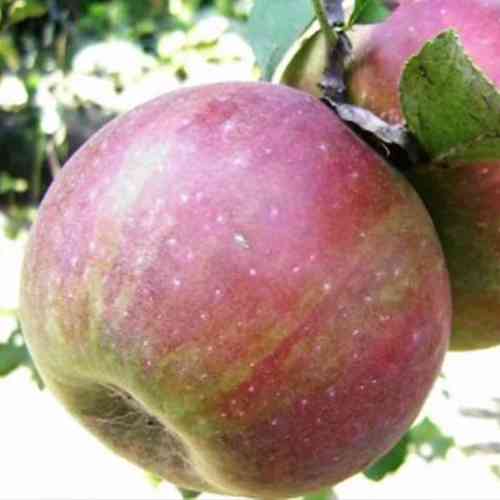 Саджанці яблуні Ранет Сидоренко (привитий) - 2-річний Чернівці