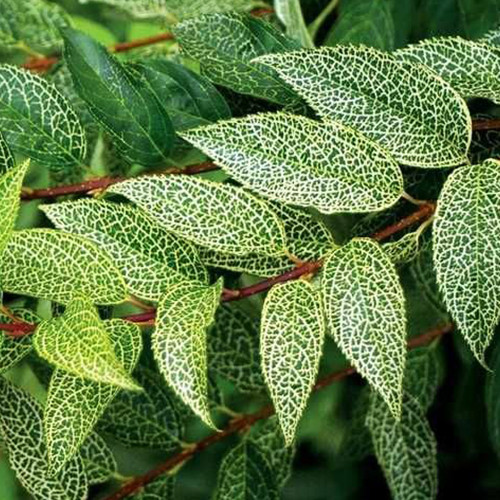 Саженцы форзиции Кумсон (черенкованный) - 2-летний Черновцы - изображение 1