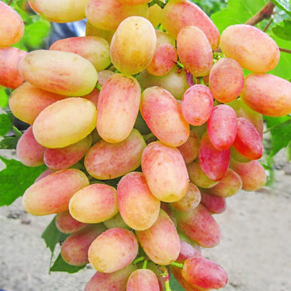 Саженцы винограда Сенсация (черенкованный) - 2-летний Черновцы - изображение 2