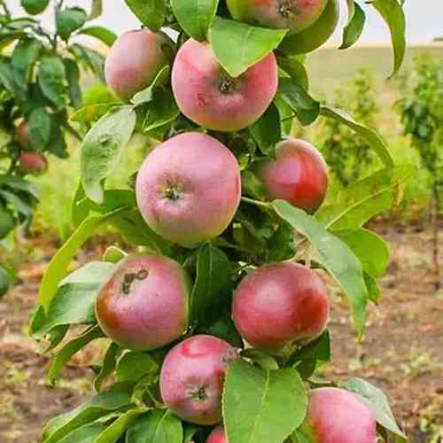 Саженцы колонновидной яблони Икша (привитый) - 1-летний Черновцы