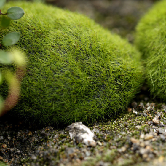 Искусственный мох на камнях для флорариума, мини-сада, вазона, моссариума, рокария, микроландшафта, диорам Одесса