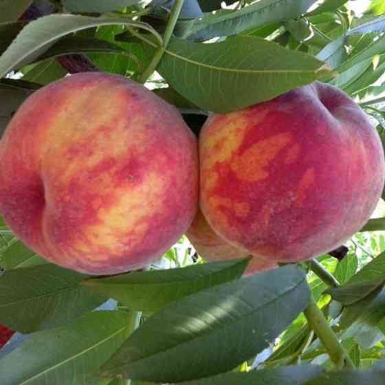 Саджанці персика Вавиловський (привитий) - 1-річний Чернівці